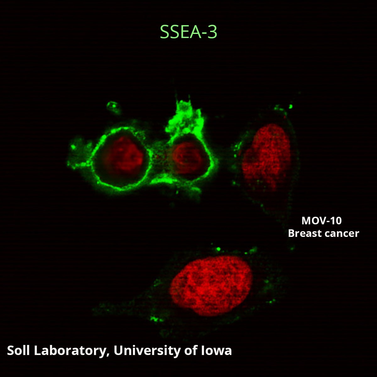 APC anti-human SSEA-4 Antibody anti-SSEA-4 - MC-813-70